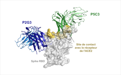 Discovery of an antibody that neutralizes omicron variants of covid